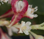 Japanese knotweed